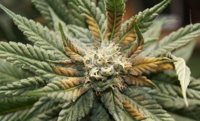 zambeza-s-guide-to-recognizing-a-boron-deficiency-in-cannabis-plants